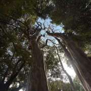 ヒメ日記 2026/01/04 16:30 投稿 夏野朝妃 ローテンブルク