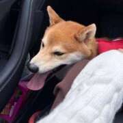 ヒメ日記 2026/01/06 09:30 投稿 夏野朝妃 ローテンブルク