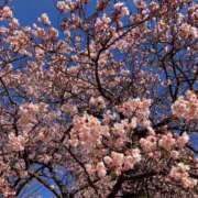 夏野朝妃 2月空き枠【姫予約】再開のお知らせ ローテンブルク