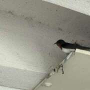 ヒメ日記 2026/04/19 13:06 投稿 しずく クラブリリー