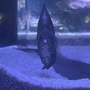 ヒメ日記 2026/03/31 14:02 投稿 ちはや Hip's千葉駅前店