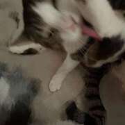 ヒメ日記 2026/02/05 19:09 投稿 低身長のくせにG爆乳『くるみ』 グッドスマイル