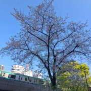 ヒメ日記 2026/04/04 08:02 投稿 みい Polaris（ポラリス）