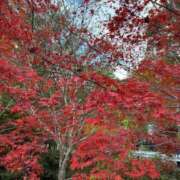 ヒメ日記 2025/11/28 16:35 投稿 みらい セクシーキャット 小田原店