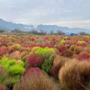 ヒメ日記 2025/11/15 08:06 投稿 きらりんレボリューション☆ Hills Premier