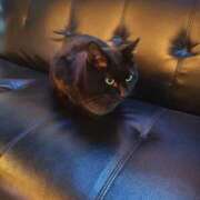 ヒメ日記 2025/12/12 21:33 投稿 らな☆ギャル好き必見！！ Hills Premier