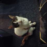 ヒメ日記 2025/11/19 15:18 投稿 関口昌恵 五十路マダム宇都宮店(カサブランカグループ)