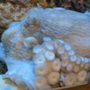 ヒメ日記 2025/11/22 10:31 投稿 はる 秋葉原コスプレ学園in西川口