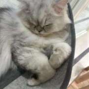 みるきーうぇい イチャイチャしちゃう…？？💕💕 にゃんだ☆full☆MIX（にゃんだふるみっくす）