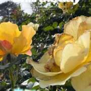 ヒメ日記 2026/01/11 09:55 投稿 高瀬 昼顔妻 五反田店