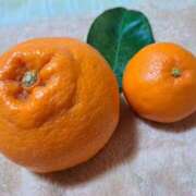 ヒメ日記 2026/01/21 20:03 投稿 ののか プロローグ-序章-浜松店