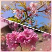 ヒメ日記 2026/03/10 16:49 投稿 ののか プロローグ-序章-浜松店