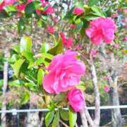 ヒメ日記 2026/03/11 18:38 投稿 ののか プロローグ-序章-浜松店