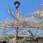 ヒメ日記 2026/04/03 15:25 投稿 ののか プロローグ-序章-浜松店