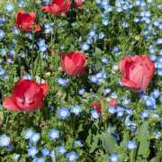 ののか ありがとうございました プロローグ-序章-浜松店