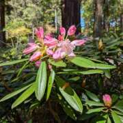 ヒメ日記 2026/04/07 20:34 投稿 ののか プロローグ-序章-浜松店
