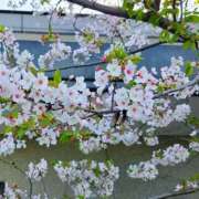 ヒメ日記 2026/04/11 16:58 投稿 ののか プロローグ-序章-浜松店