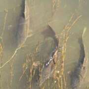 ヒメ日記 2026/01/17 14:36 投稿 はな プロローグ-序章-浜松店