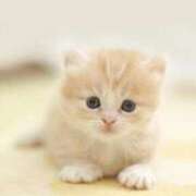 ヒメ日記 2025/11/19 19:45 投稿 ここみ プロローグ-序章-浜松店