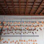 ヒメ日記 2025/11/24 14:34 投稿 ここみ プロローグ-序章-浜松店