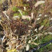 ヒメ日記 2025/12/01 11:45 投稿 ここみ プロローグ-序章-浜松店