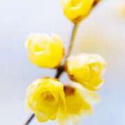 ヒメ日記 2025/12/15 13:20 投稿 ここみ プロローグ-序章-浜松店