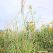 ヒメ日記 2026/01/04 11:01 投稿 ここみ プロローグ-序章-浜松店