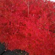 ヒメ日記 2026/01/08 06:18 投稿 ここみ プロローグ-序章-浜松店