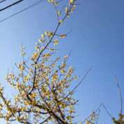 ヒメ日記 2026/01/18 06:42 投稿 ここみ プロローグ-序章-浜松店