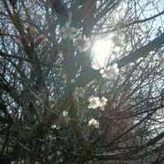 ヒメ日記 2026/01/25 06:20 投稿 ここみ プロローグ-序章-浜松店