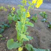 ヒメ日記 2026/02/04 19:30 投稿 ここみ プロローグ-序章-浜松店