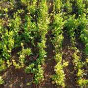 ヒメ日記 2026/02/06 13:06 投稿 ここみ プロローグ-序章-浜松店