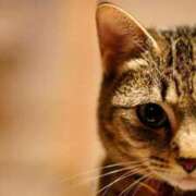 ヒメ日記 2026/02/06 19:31 投稿 ここみ プロローグ-序章-浜松店