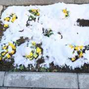 ヒメ日記 2026/02/12 07:50 投稿 ここみ プロローグ-序章-浜松店