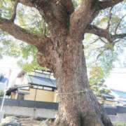 ヒメ日記 2026/02/25 07:19 投稿 ここみ プロローグ-序章-浜松店