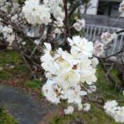 ヒメ日記 2026/03/03 06:10 投稿 ここみ プロローグ-序章-浜松店