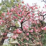 ヒメ日記 2026/03/06 17:46 投稿 ここみ プロローグ-序章-浜松店