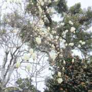 ヒメ日記 2026/03/08 05:57 投稿 ここみ プロローグ-序章-浜松店