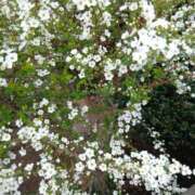 ヒメ日記 2026/03/10 06:06 投稿 ここみ プロローグ-序章-浜松店