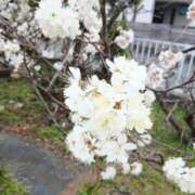 ヒメ日記 2026/03/11 11:45 投稿 ここみ プロローグ-序章-浜松店