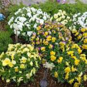 ヒメ日記 2026/03/11 22:01 投稿 ここみ プロローグ-序章-浜松店