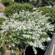 ヒメ日記 2026/03/12 12:10 投稿 ここみ プロローグ-序章-浜松店