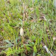 ヒメ日記 2026/03/13 08:32 投稿 ここみ プロローグ-序章-浜松店