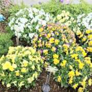 ヒメ日記 2026/03/15 12:04 投稿 ここみ プロローグ-序章-浜松店