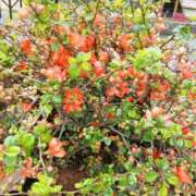 ヒメ日記 2026/03/27 12:16 投稿 ここみ プロローグ-序章-浜松店