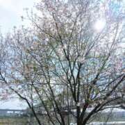 ヒメ日記 2026/03/30 07:12 投稿 ここみ プロローグ-序章-浜松店