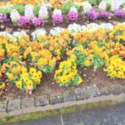 ヒメ日記 2026/03/30 11:45 投稿 ここみ プロローグ-序章-浜松店