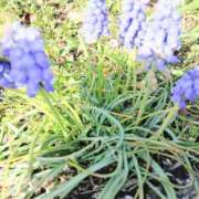 ヒメ日記 2026/04/01 06:39 投稿 ここみ プロローグ-序章-浜松店