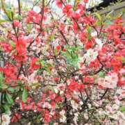 ヒメ日記 2026/04/01 12:04 投稿 ここみ プロローグ-序章-浜松店