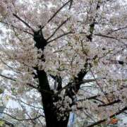 ヒメ日記 2026/04/02 12:16 投稿 ここみ プロローグ-序章-浜松店